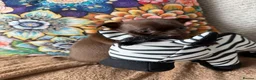 Chihuahua dogs for sale: Beautiful Chihuahua Pups - Last Puppy - Advert 2