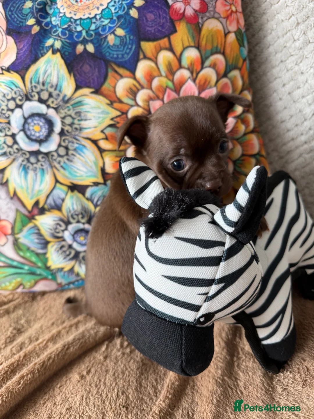 Chihuahua dogs for sale: Beautiful Chihuahua Pups - Last Puppy - Advert 2