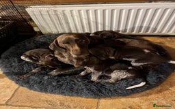 German Shorthaired Pointer dogs for sale: stunning German Shorthaired Pointer Pups  - Image 5