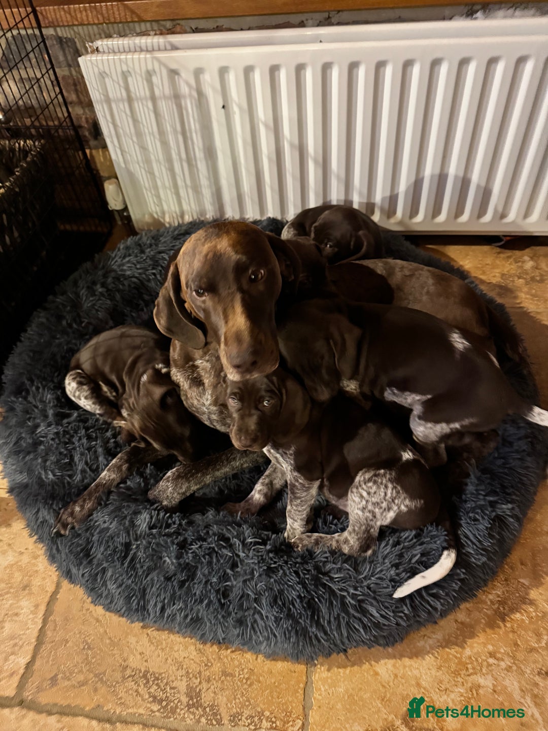 German Shorthaired Pointer dogs for sale: stunning German Shorthaired Pointer Pups  - Image 5