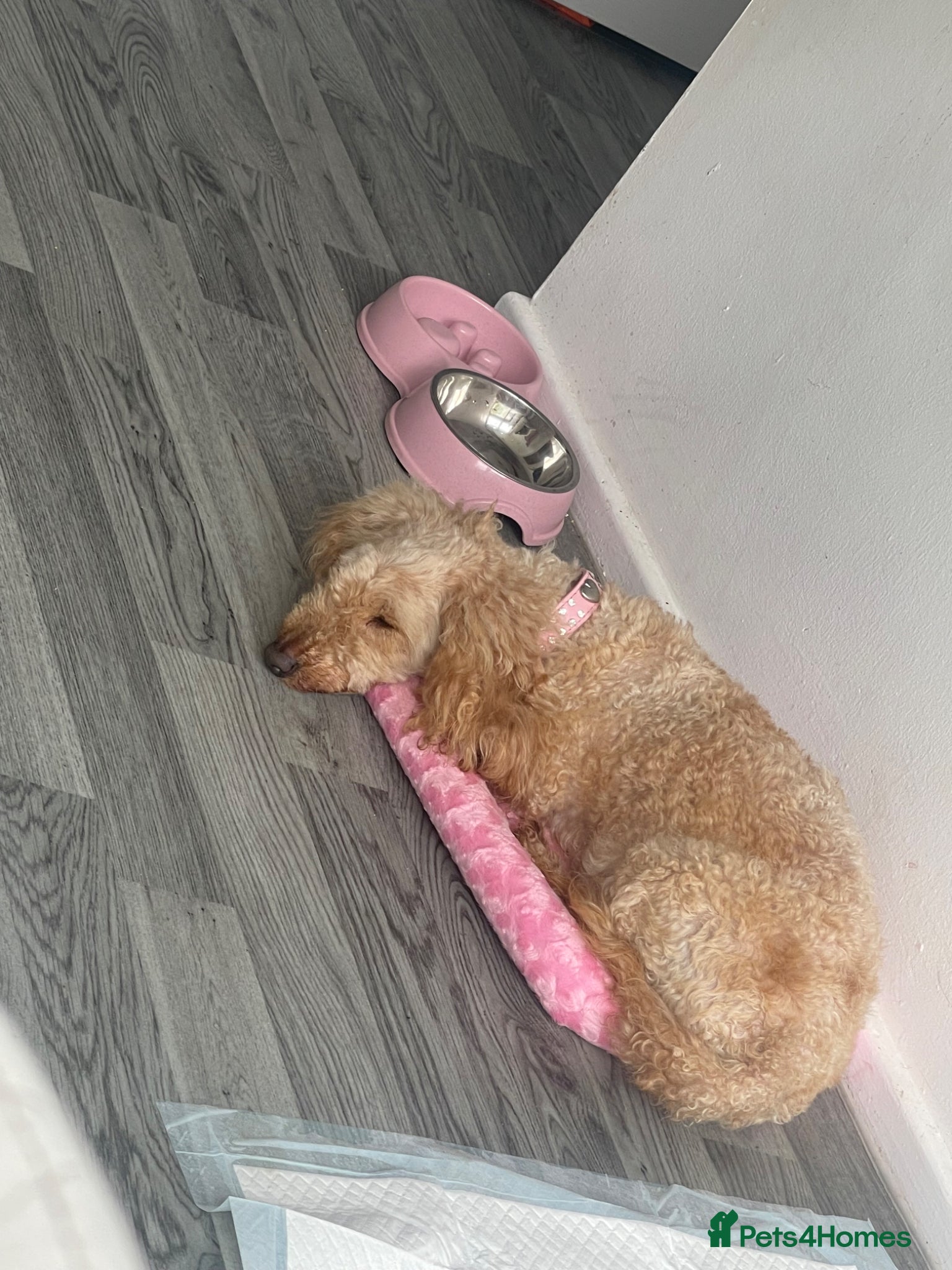 Mixed Breed dogs Poodle - Advert 11
