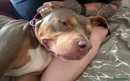 Mixed Breed dogs for sale: Beautiful Staffordshire bull terrier.  - Image 1