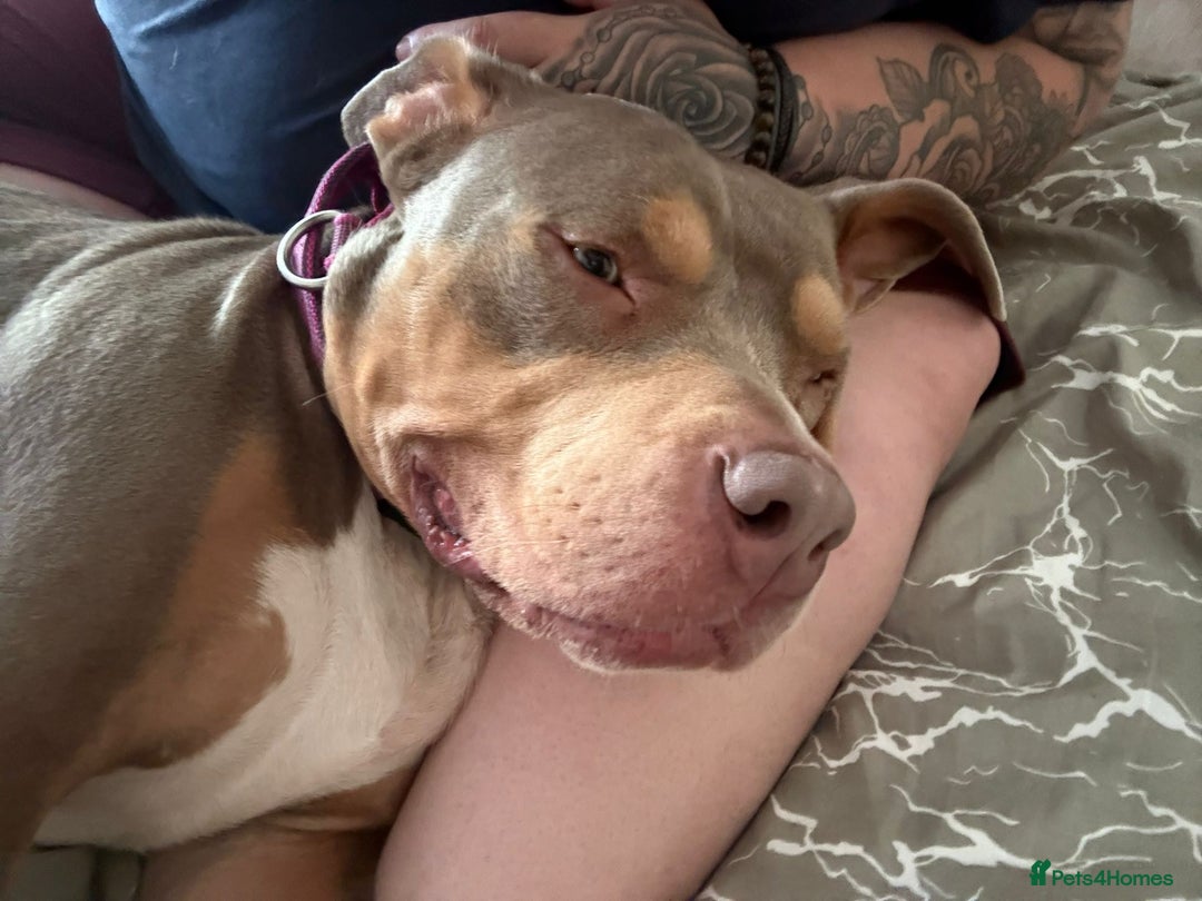 Mixed Breed dogs for sale: Beautiful Staffordshire bull terrier.  - Image 1