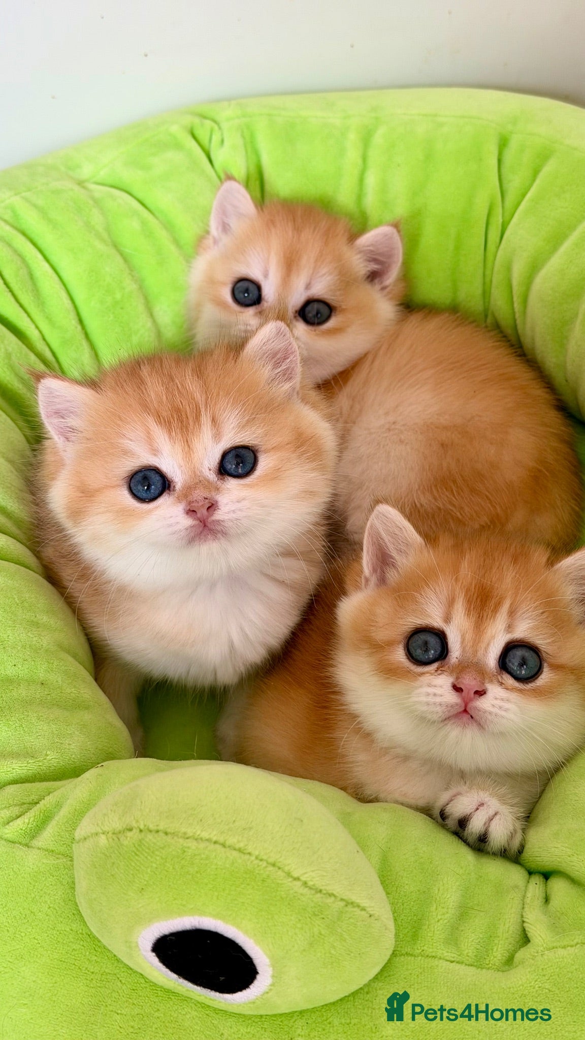 British Shorthair cats Show quality Golden BSH boys  - Advert 1