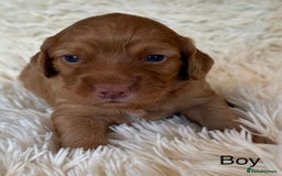 Cockapoo dogs for sale: Beautiful Merle cockapoo puppies ready 19th August - Image 5