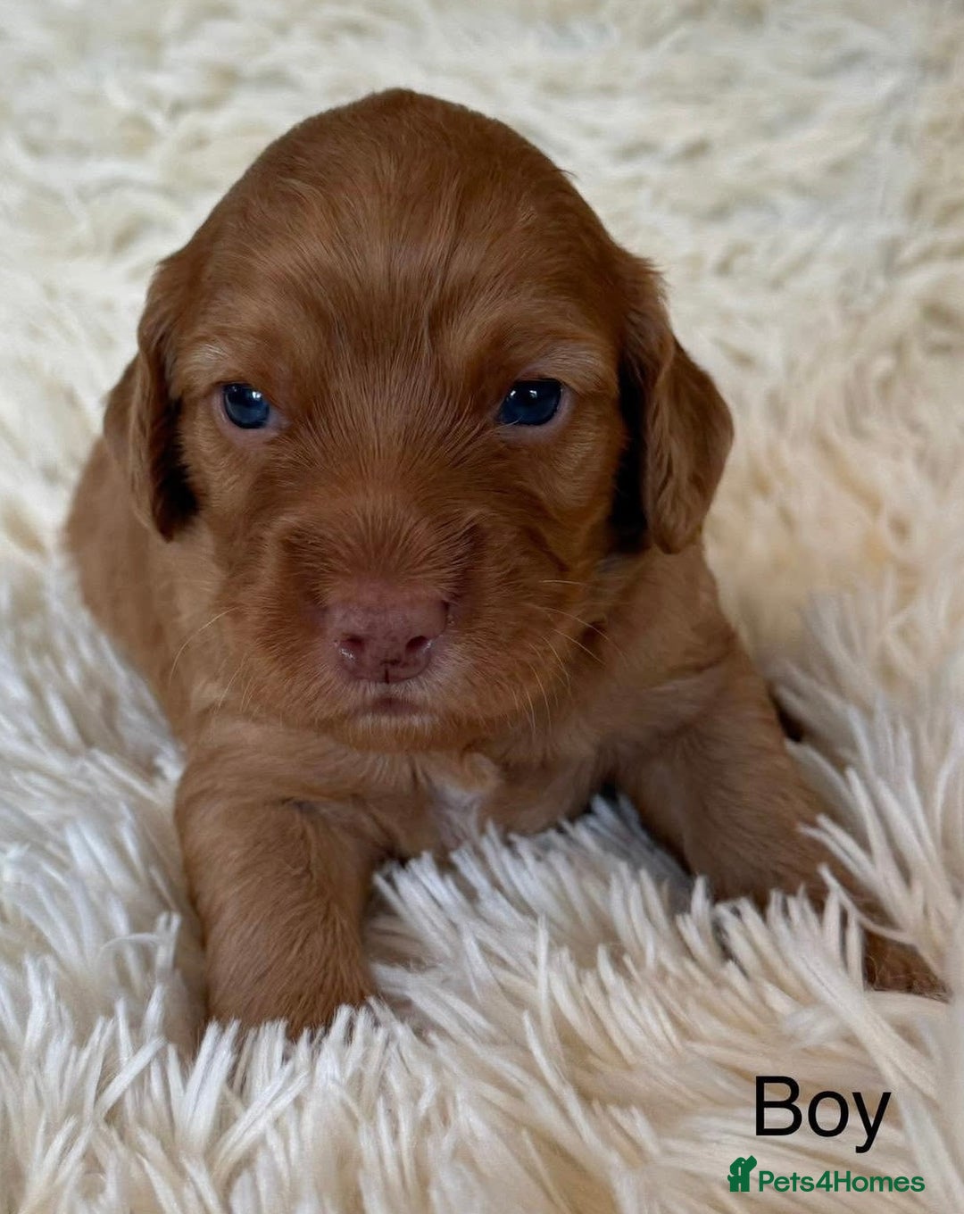 Cockapoo dogs for sale: Beautiful Merle cockapoo puppies ready 19th August - Image 5
