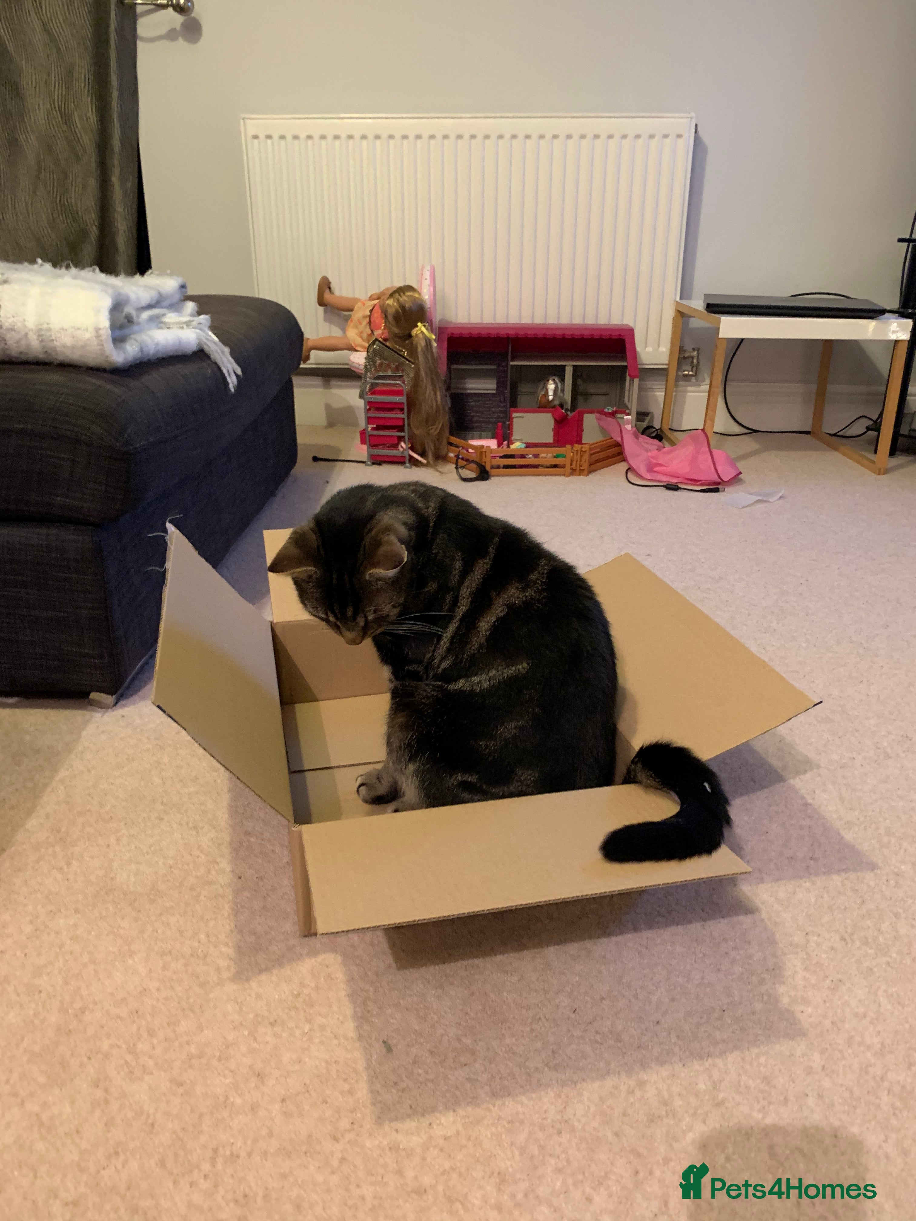 Domestic Shorthair cats Fortis he’ll make cat - Advert 1