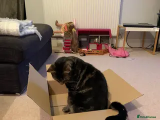 Domestic Shorthair cats Fortis he’ll make cat - Advert 1