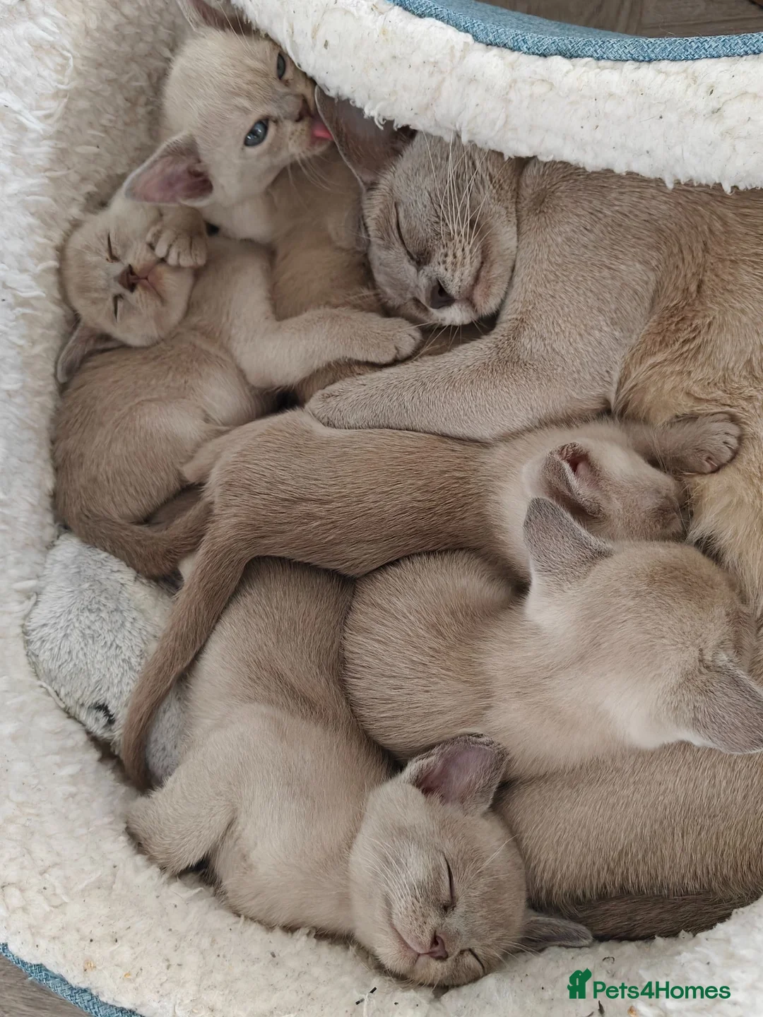 Burmese cats for sale: Reservations for a lilac burmese kittens - Advert 3
