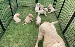 Labradoodle dogs for sale: Labradoodle puppies, health tested parents  - Image 3