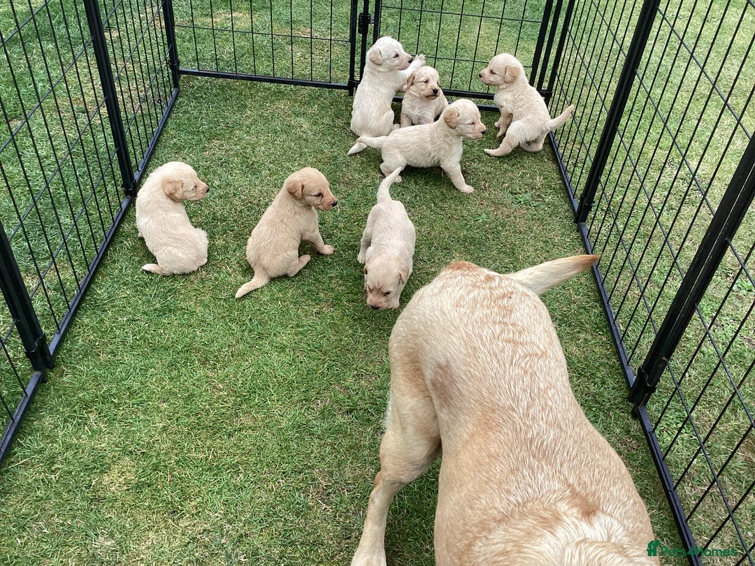 Labradoodle dogs for sale: Labradoodle puppies, health tested parents  - Image 3