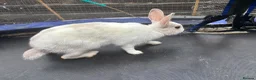 Mixed Breed rabbits for sale: White rabbits for sale in Hull - Advert 5