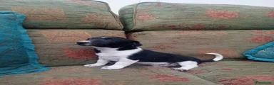 Jack Russell 4