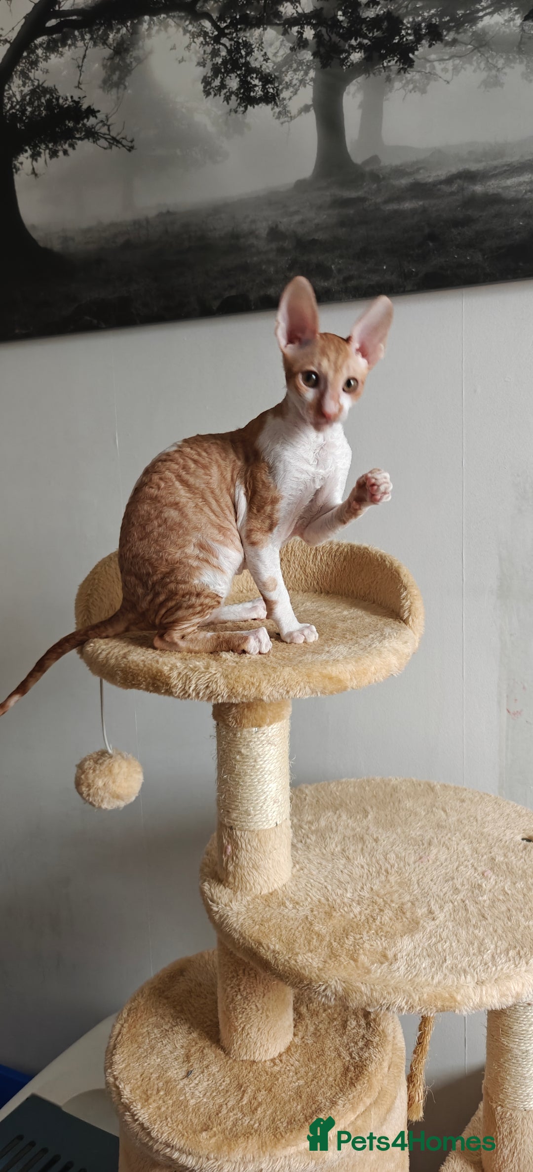 Cornish Rex cats for sale: Cornish Rex Kitten Ready for his new  home! - Advert 11
