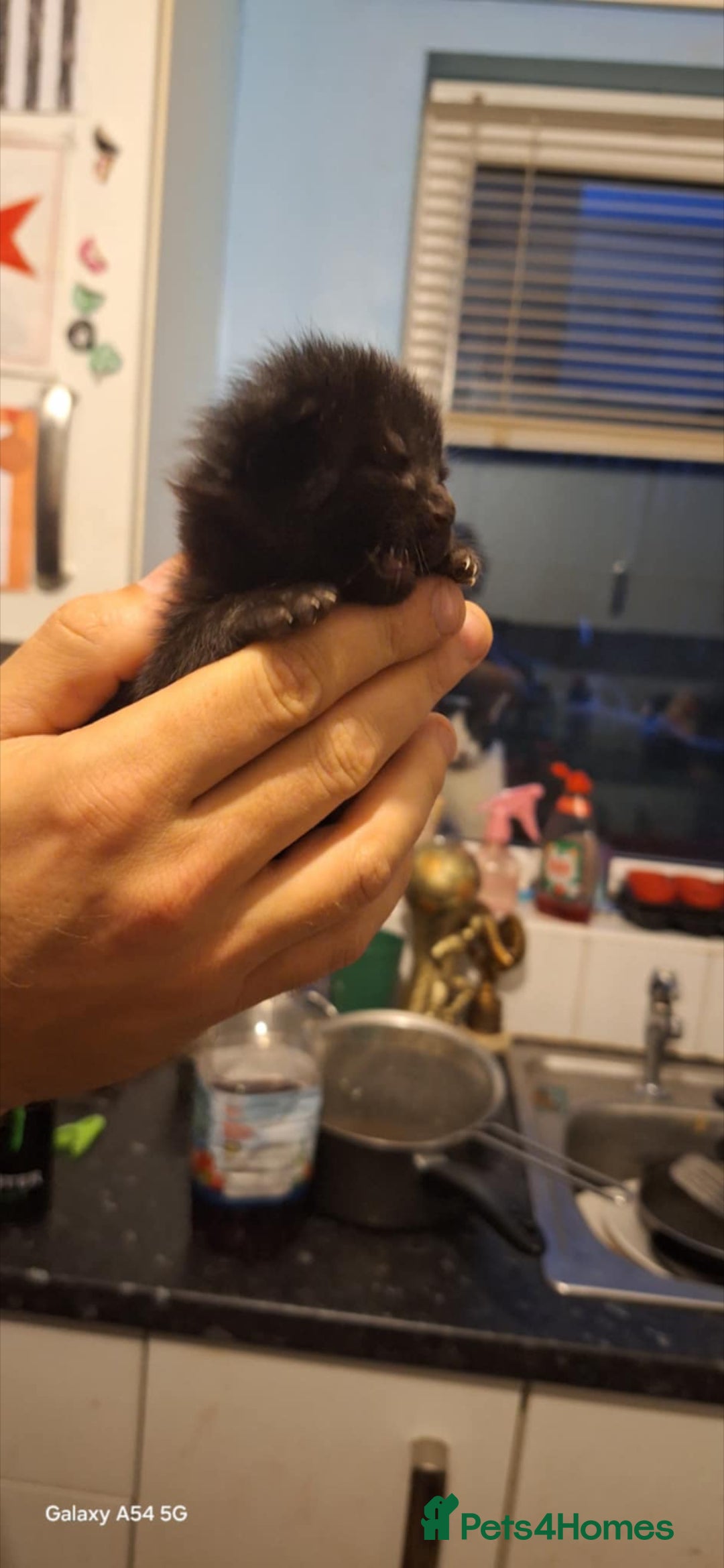 Brazilian Shorthair cats for sale: Kittens  - Advert 12