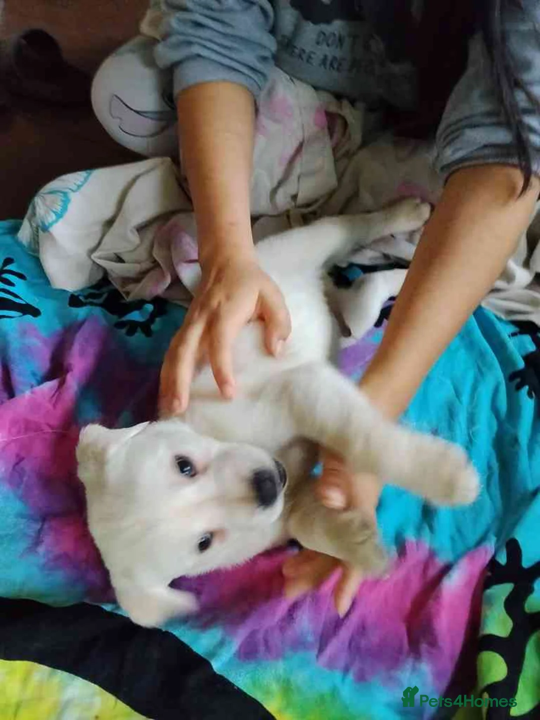 Labrador Retriever dogs for sale: 6 Yellow/Black Labrador Retrievers - Advert 4