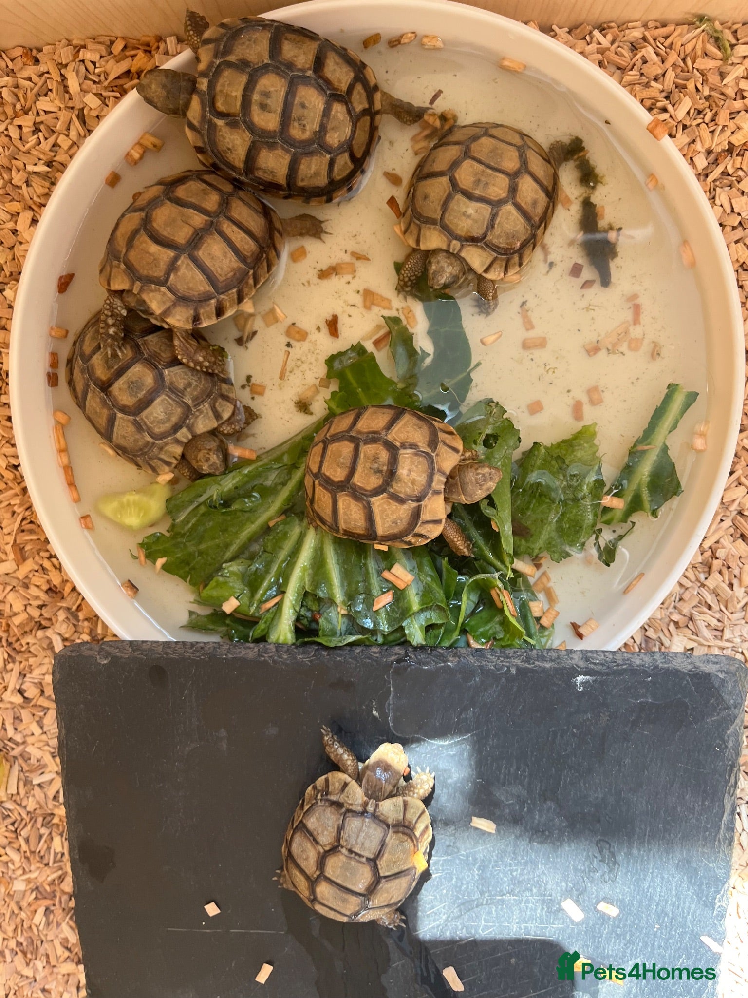 Tortoise reptiles 9 months old Greek tortoise&set up  - Advert 19
