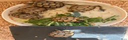 Tortoise reptiles for sale: £150 9 months old Greek tortoise&set up  - Advert 1