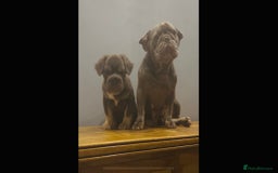French Bulldog dogs for sale: Full fluffy big rope boy for sale  - Image 4