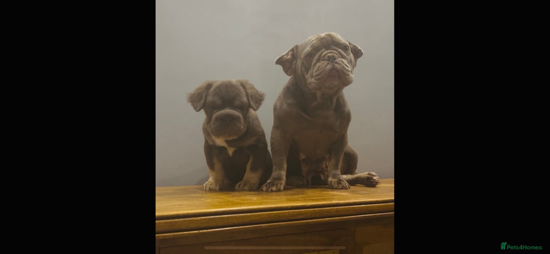 French Bulldog dogs for sale: Full fluffy big rope boy for sale  - Image 4