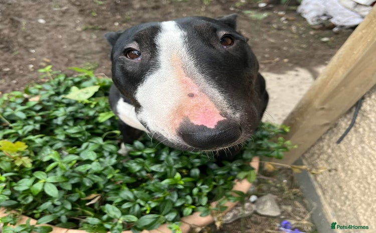 English Bull Terrier dogs - Advert 1