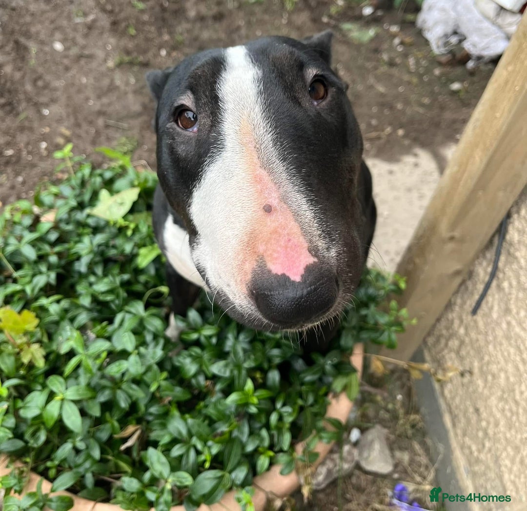 English Bull Terrier dogs for sale: Female bull terrier - Image 1