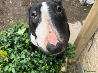 English Bull Terrier dogs for sale - Advert 1