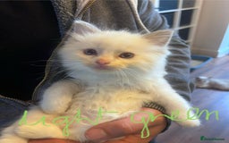 Ragdoll cats for sale: Stunning Ragdoll kittens for sale - Image 11