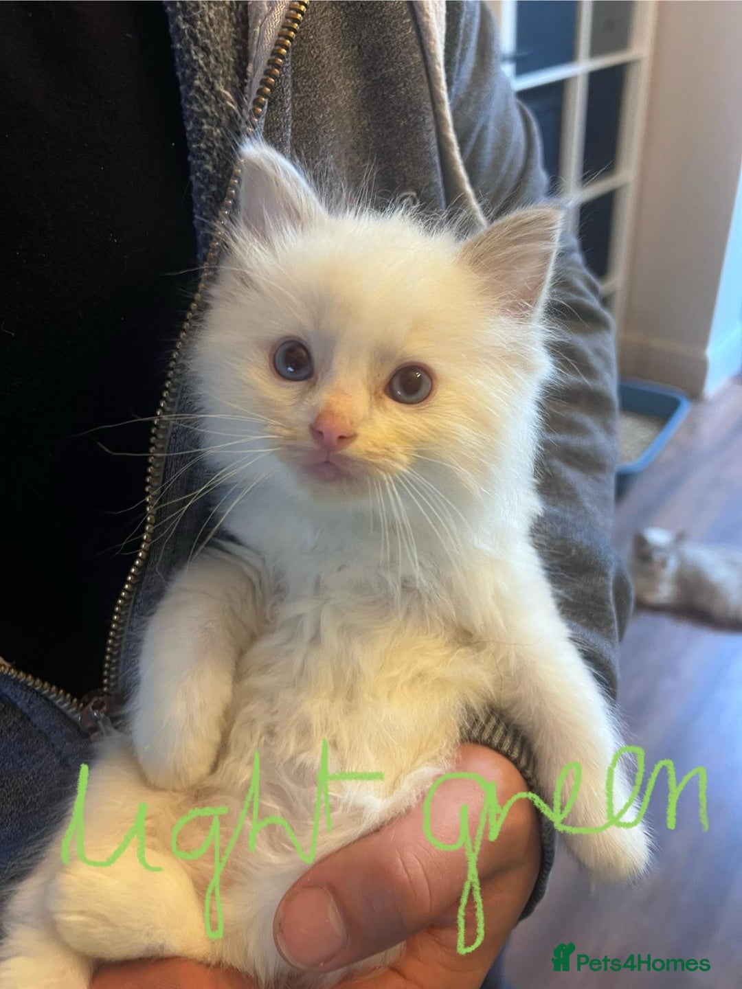 Ragdoll cats for sale: Stunning Ragdoll kittens for sale - Image 11