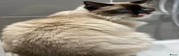 Ragdoll cats for sale: TICA REGISTERED CHAMP LINE EU RAGDOLLS✨️🏆 🩷 - Advert 33