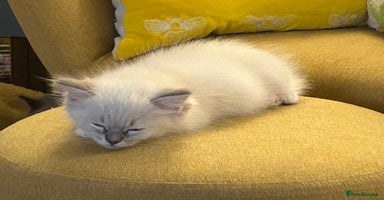 Ragdoll cats - Advert 9