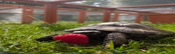 Tortoise reptiles for sale: Fred the tortoise  - Advert 3