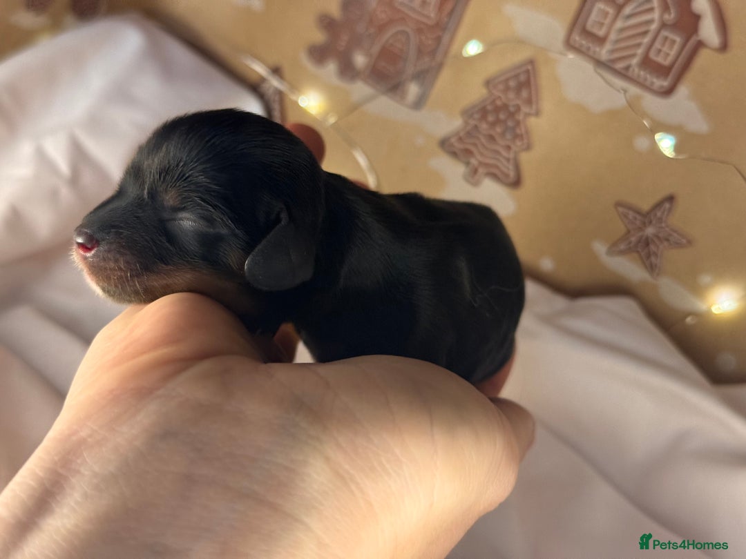 Cavalier King Charles Spaniel dogs for sale: Stunning pups DNA HEALTH TESTED PARENTS  - Advert 10