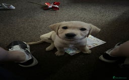 Goldador dogs for sale: Maggie 1 yr old labrador x golden retriever - Image 12