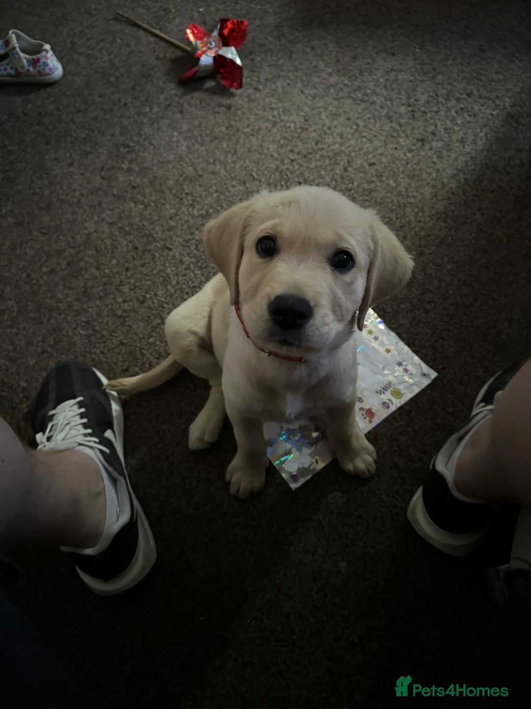 Goldador dogs for sale: Maggie 1 yr old labrador x golden retriever - Image 12