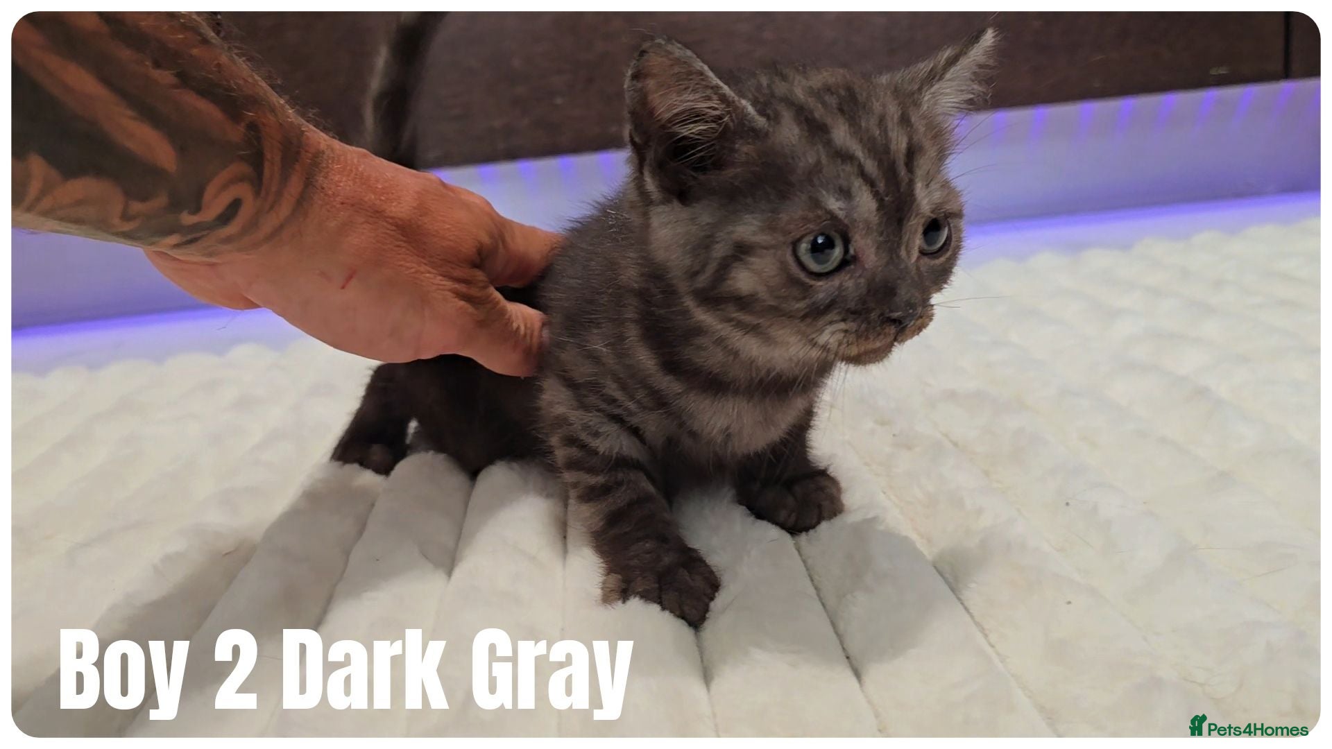 Scottish Fold cats Scottish Fold & Scottish Straight Kittens  🐾 - Advert 5