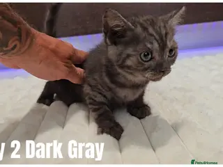 Scottish Fold cats Scottish Fold & Scottish Straight Kittens 🐾 - Advert 5