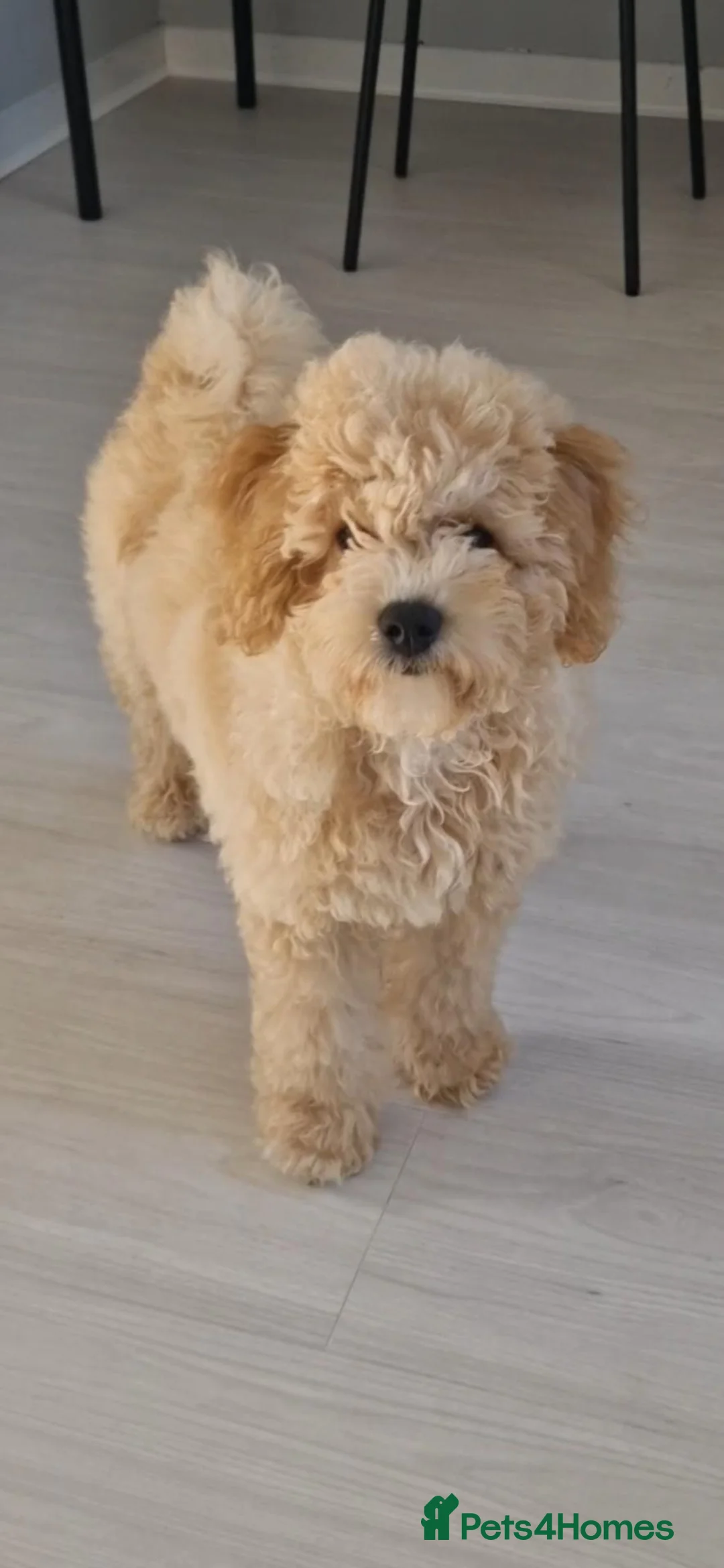 Poochon dogs for sale: Poochon Pup (16 weels old)  - Advert 2