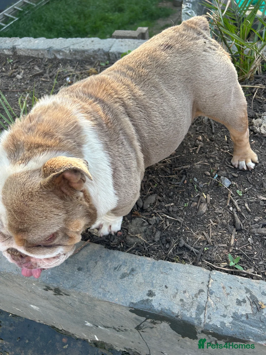 English Bulldog dogs for sale: Two female English Bulldog - Advert 2