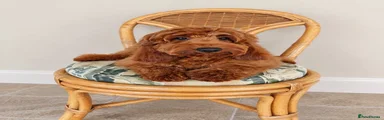 Cockapoo 1