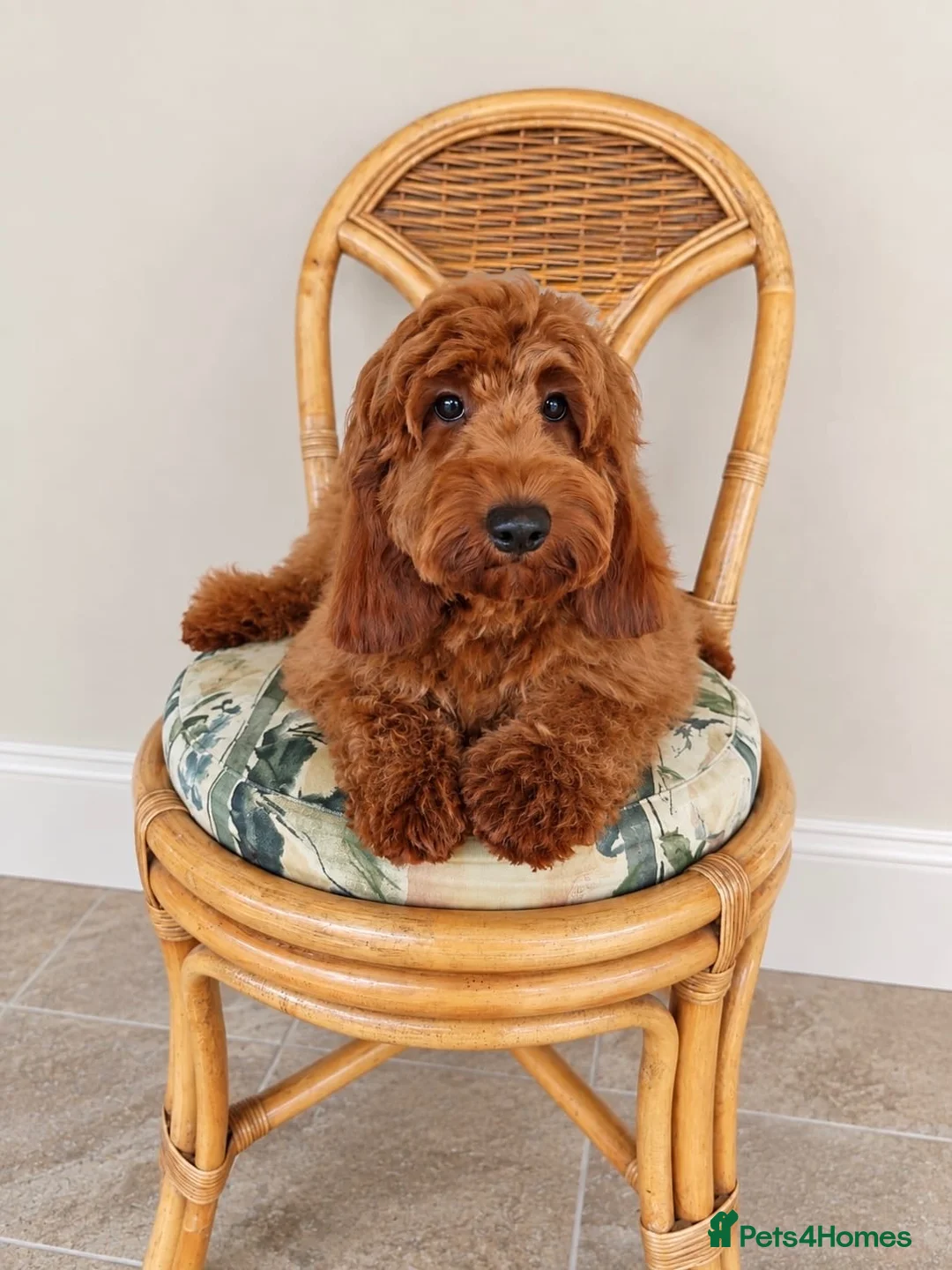 Cockapoo dogs for sale: F1b Cockapoo girl - Advert 2