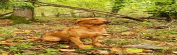 Labrador Retriever dogs for sale: Fox Red Labrador Puppies - Advert 4