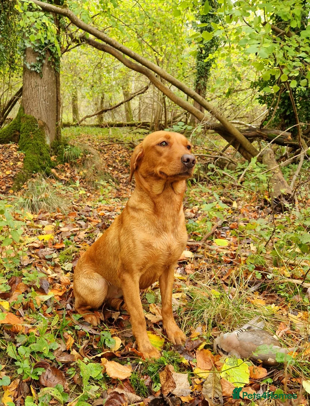 Labrador Retriever dogs for sale: Fox Red Labrador Puppies - Advert 4