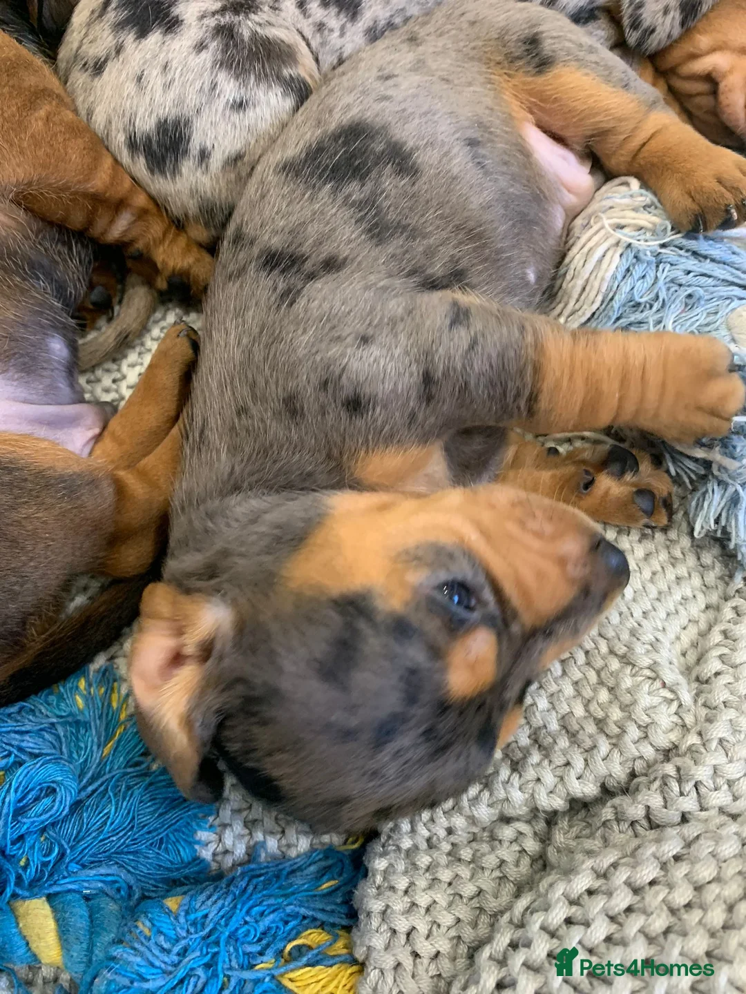 Miniature Dachshund dogs for stud: KC Reg Red Dapple Miniature Daschund Stud in Sheffield - Advert 14