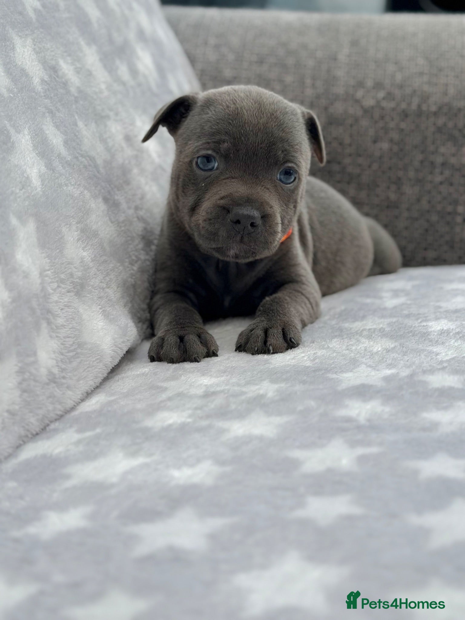 Staffordshire Bull Terrier dogs Kc blue staffordshire bullterrier puppies - Advert 2