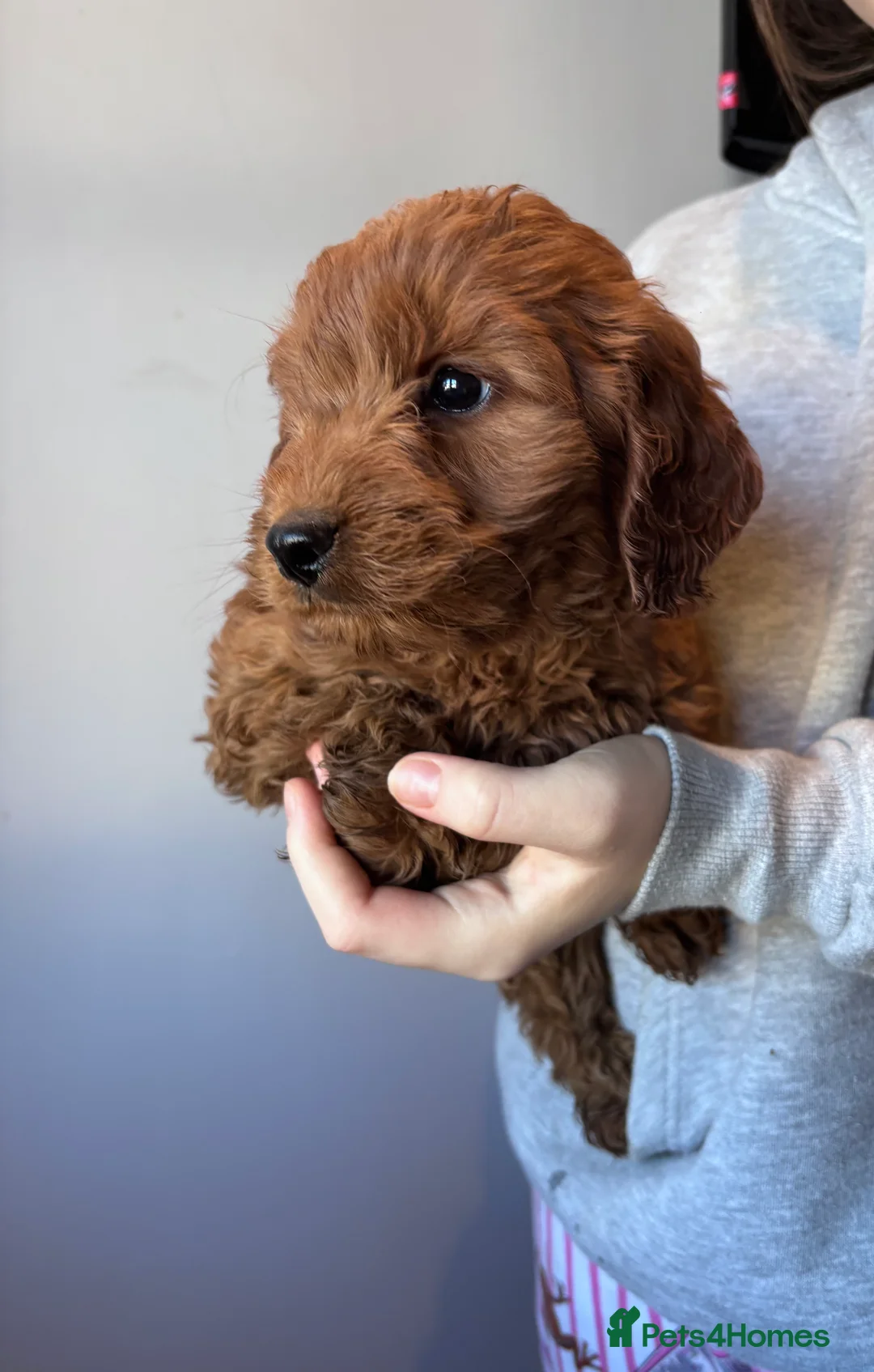Cockapoo dogs for sale: Beautiful cockapoo pups  - Advert 7