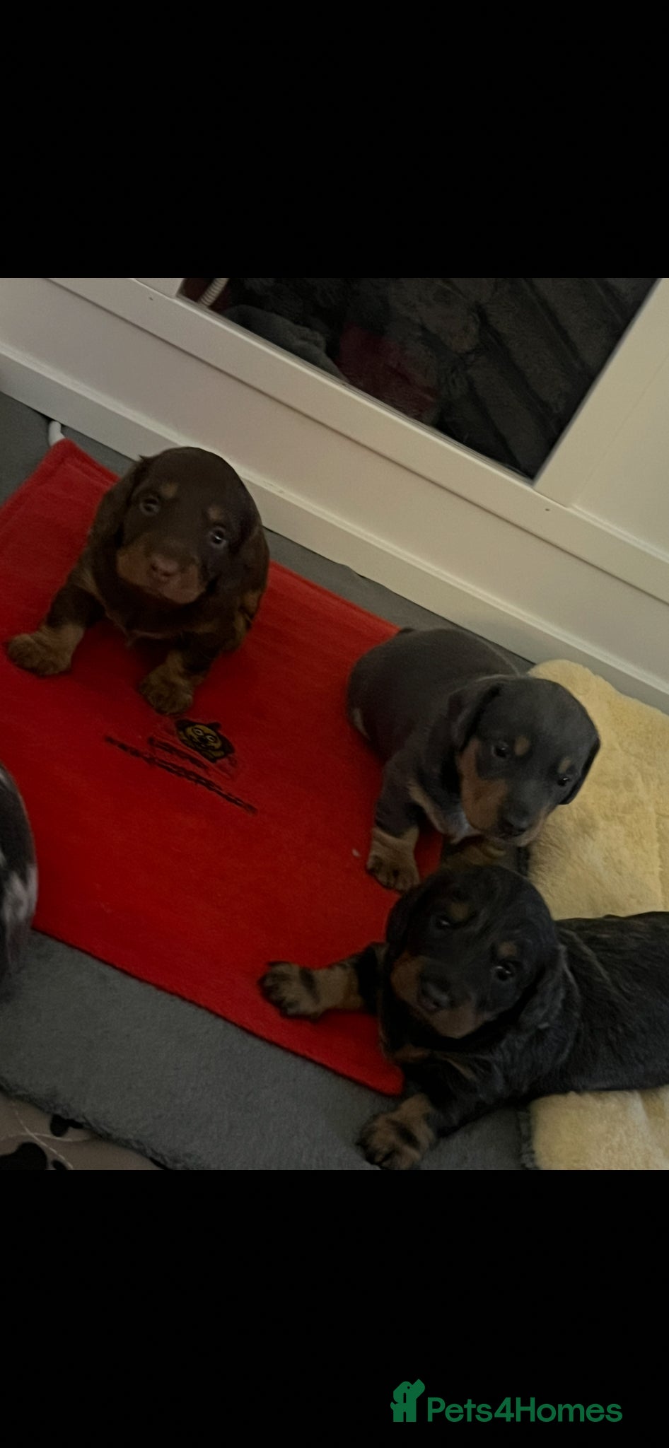 Miniature Dachshund dogs long haired and smooth miniature dachshund puppys - Advert 2