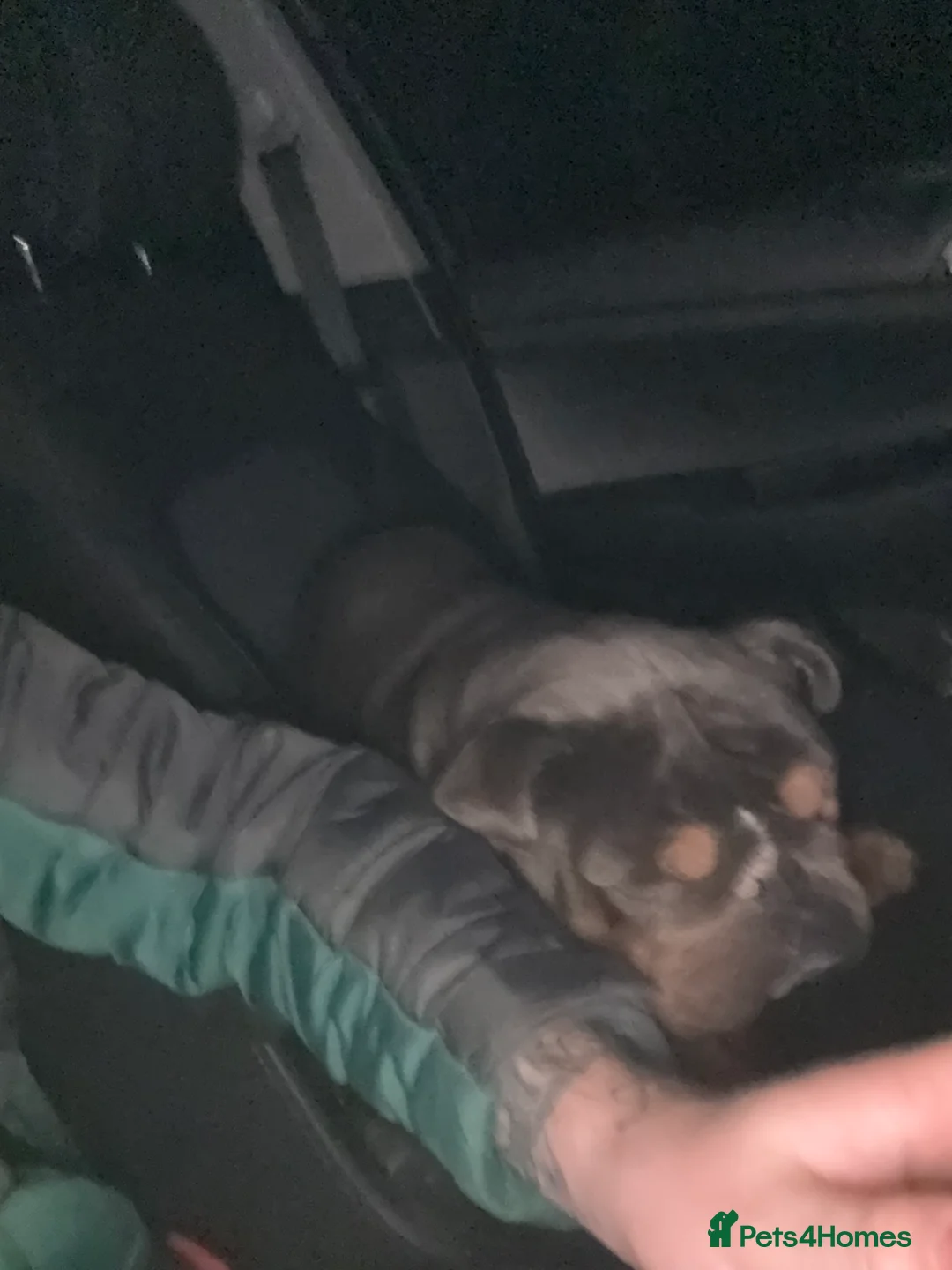 English Bulldog dogs for stud: English bulldog stud - Advert 4