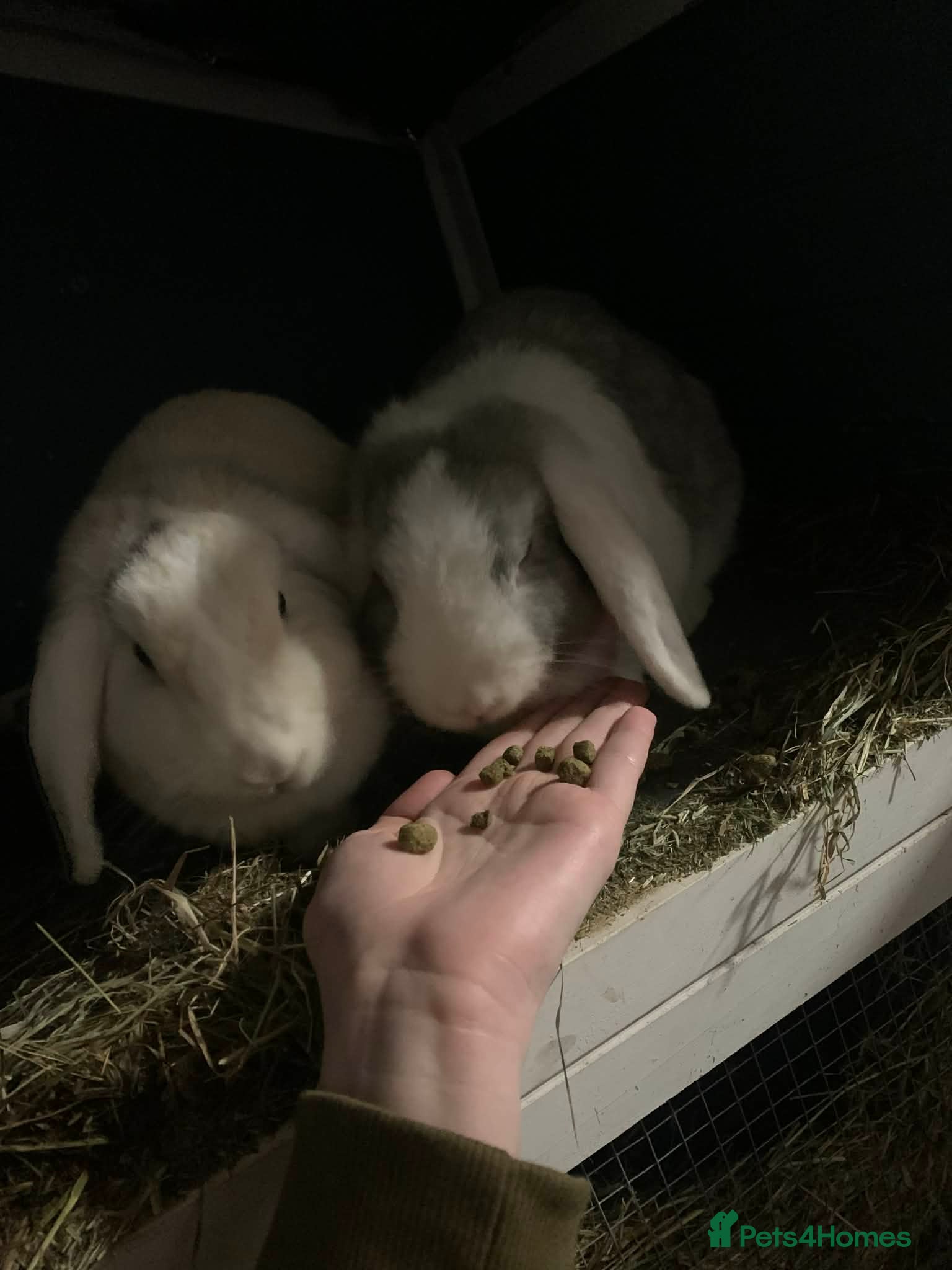 Mini Lop rabbits 2 beautiful mini lop rabbits, female, bonded pair. - Advert 2