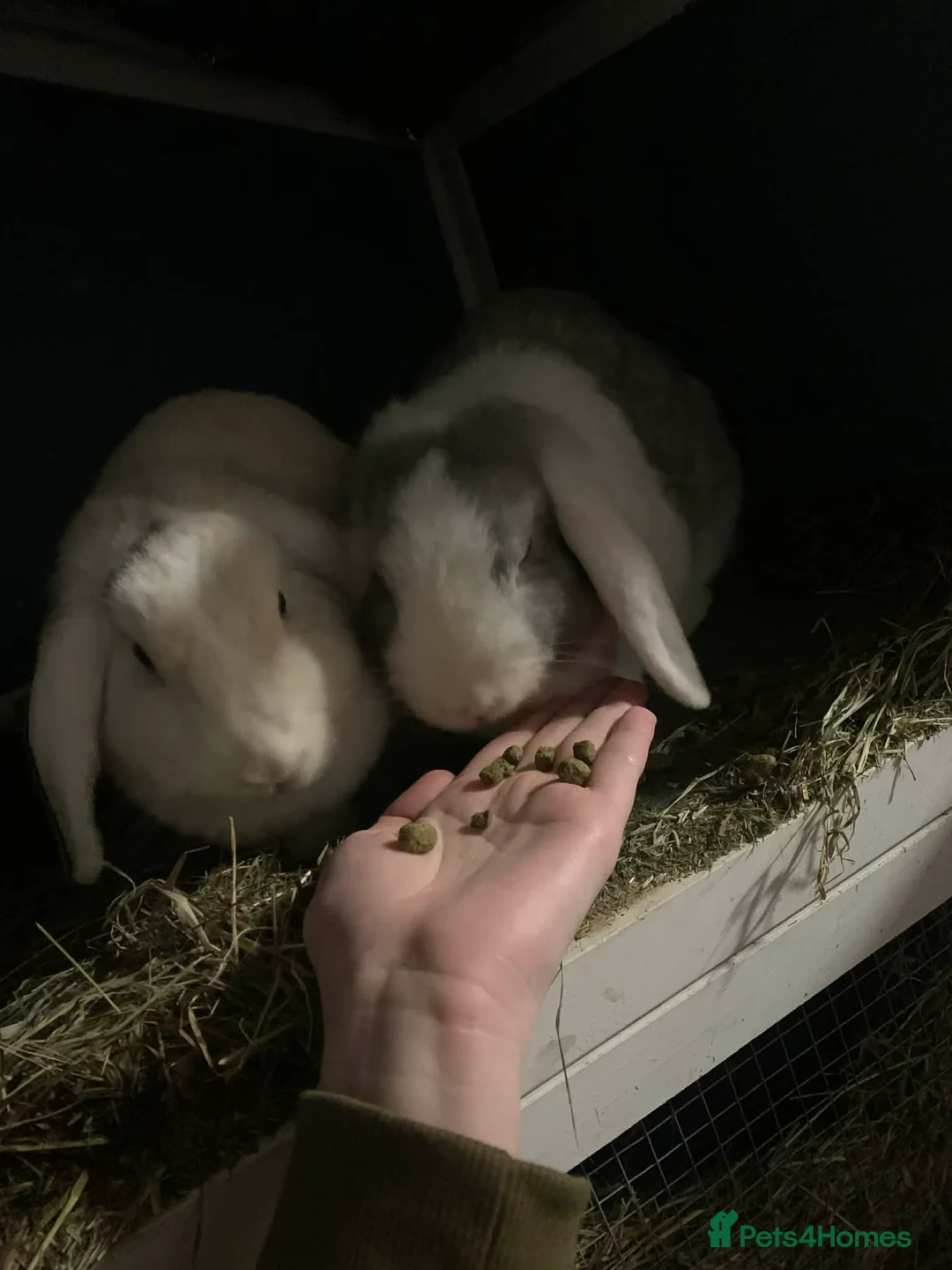 Mini Lop rabbits for sale: 2 beautiful mini lop rabbits, female, bonded pair. in Stonehouse - Advert 2